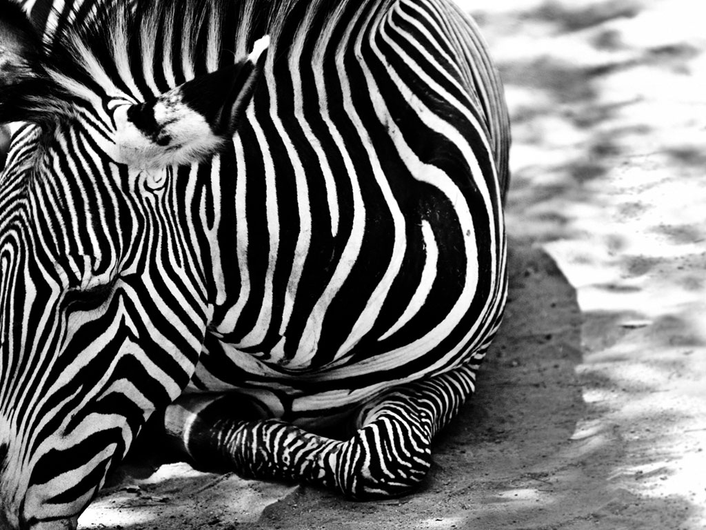 Zebra WallpapersThe Today Stuff