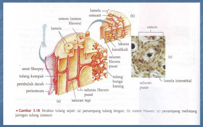 struktur tulang sejati