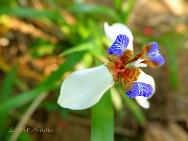 Neomarica northiana