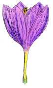 Stock Images Botanical Flowers Crocus (stock images crocus graphicsfairy )