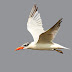 Caspian Tern