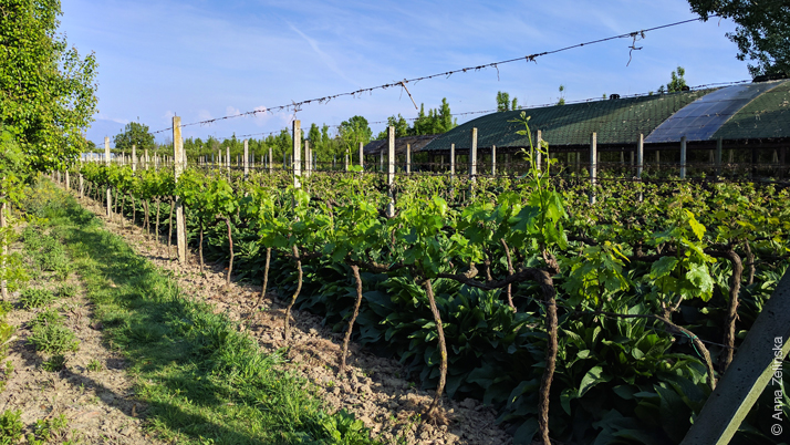 Uka Farm, Албания