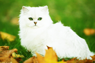 britisch kurzhaar - bkh kitten - katze - british shorthair - cat -  britisch kurzhaar kaufen - britische kurzhaar katze -  britisch kurzhaar züchter