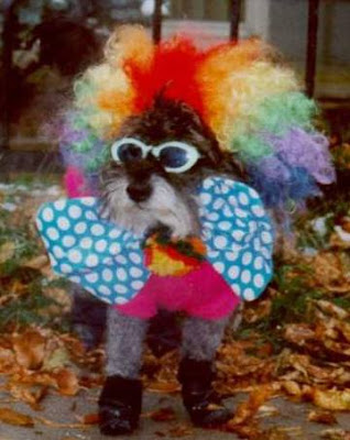 Dog clown