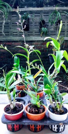 Dendrobium Blue Spine dan Salaya Pink