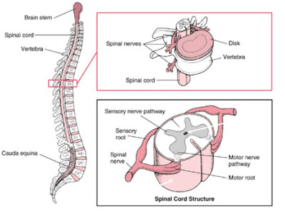 Struktur dan Fungsi Sumsum Tulang Belakang (Medula Spinalis)