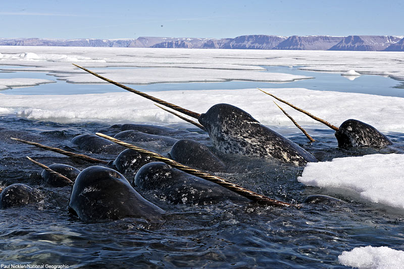 Narwhal Kingdom: 15 Facts About Narwhals.