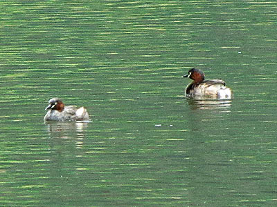 Little Grebes (Tachybaptus ruficollis)