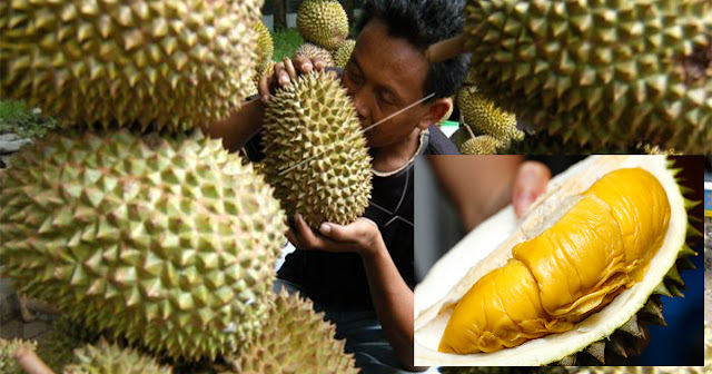 9 Tip Pilih Durian Yang Elok Isinya, Nak Yang Manis Cari Bentuk Lonjong!