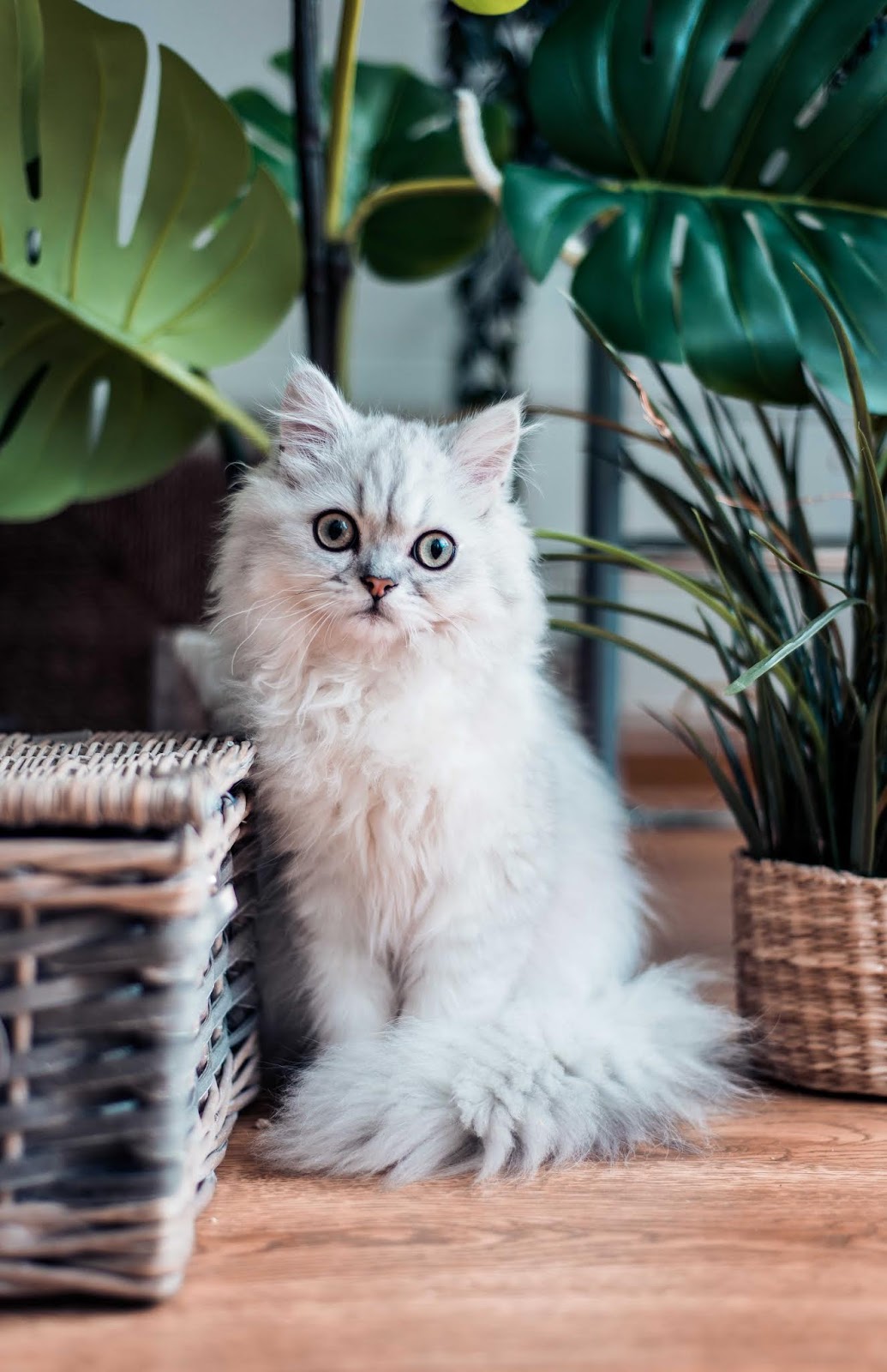 gambar kucing parsi cantik