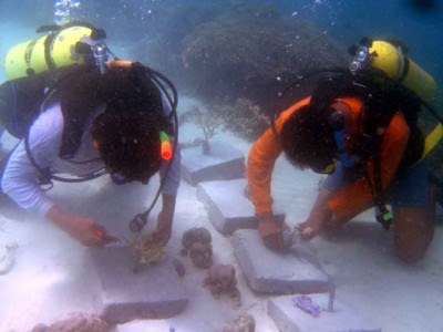 Rockpile Coral Reef Transplantasi Karang Rockpile di Pulau Pramuka