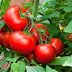 (Health): Could Eating Tomatoes Improve Your Gut Health?