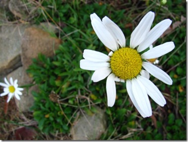shasta daisy