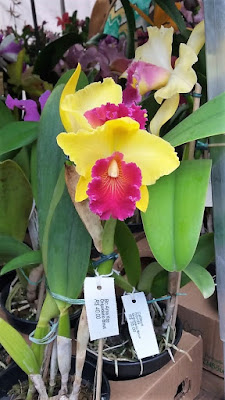 Orquídea amarela e púrpura