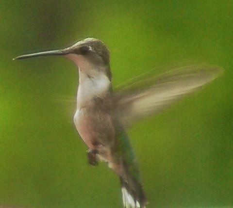 Hummingbird I Met