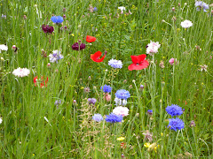 flore et faune, sur le chemin de mes promenades ou dans mes jardins