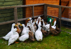 Mid Somerset Show Ducks and Geese