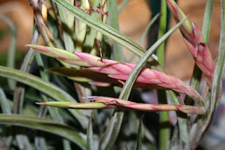 tillandsia caput medusae