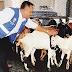 18 kambing kena tahan reman