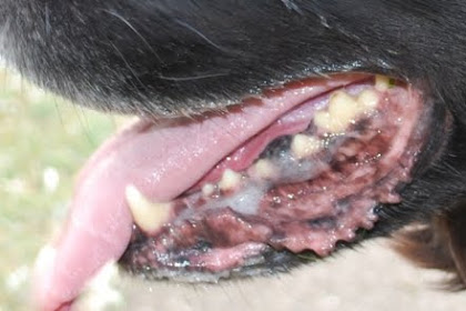 Melanoma Symptoms In Dogs