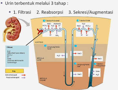 3 Tahapan Proses Pembentukan Urine Pada Tubuh Manusia (Filtrasi, Reabsorpsi, Augmentasi)