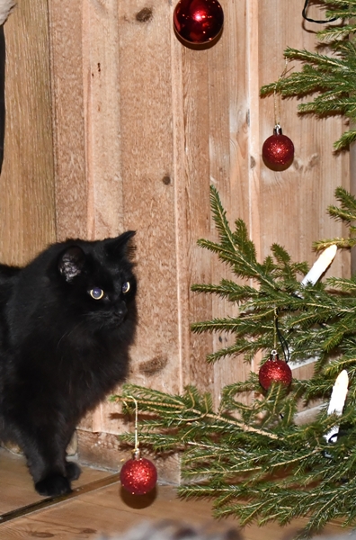 pus katt pusekatt kattepus