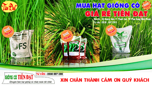 Mua hạt giống cỏ giá rẻ