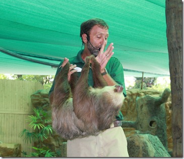 sloth