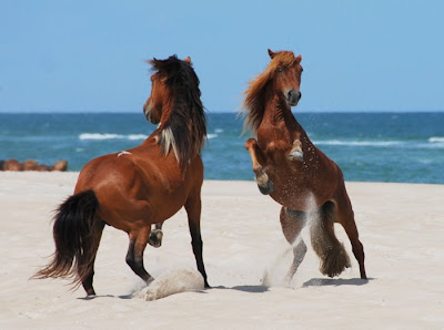 beautiful horses