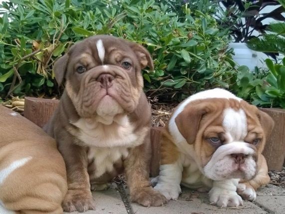 English Bulldog Puppies For Sale Purple Sms Calls 786 903 2835 English Bulldogs Deluxe Bulldogs Adoption Providing Quality Akc Bulldog Puppies