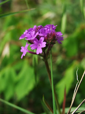 purple flower - purple weed wildflower - purple sunday - garden flower macro photo close up