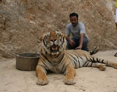 Tiger Temple in Thailand