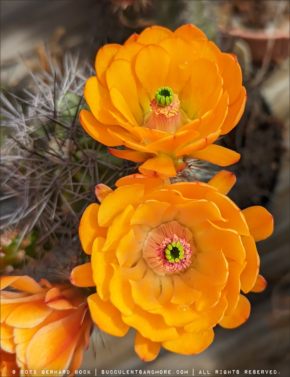 Cactus Flower Extravaganza In Pink