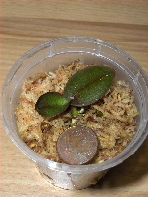Phalaenopsis stuartiana, confronto con moneta del seedling rinvasato in sfagno