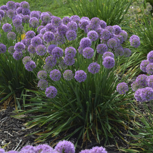 A list of over 20 of the newest and best perennials for 2020 that are must haves in the garden.