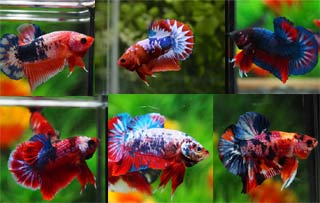 Beberapa variasi warna ikan cupang fancy