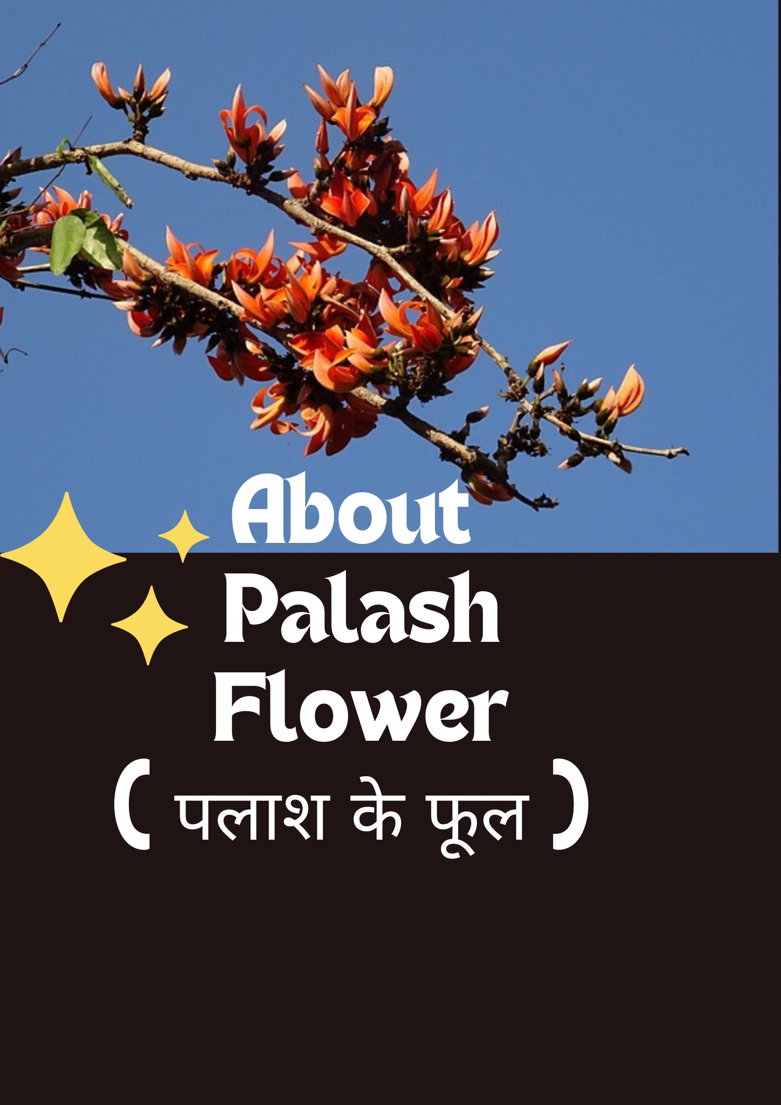 पलाश के फूल | About Palash flower in hindi