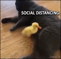 Cat GIF with caption • Funny cat maintaining social distance with duckling during the COVID-19 pandemic