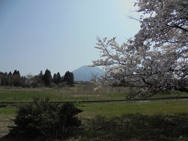 藍野公民館隣の公園のソメイヨシノ桜と春の大山