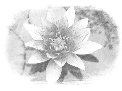sketsa gambar bunga teratai
