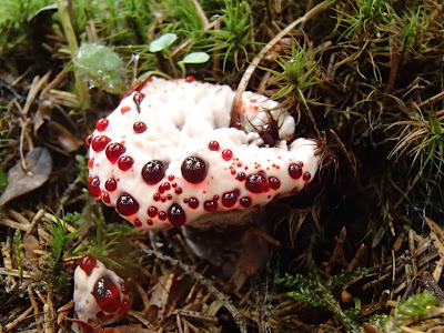 kolczakówka piekąca Hydnellum peckii