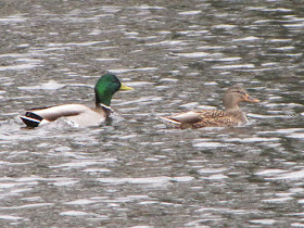 mallard ducks