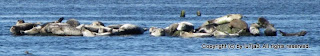 Harbor Seals