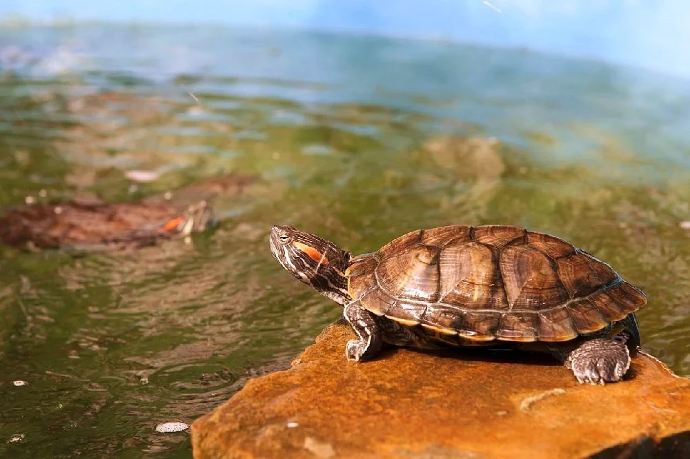 Las tortugas envejecen de una manera lenta ¿A qué se debe esto?