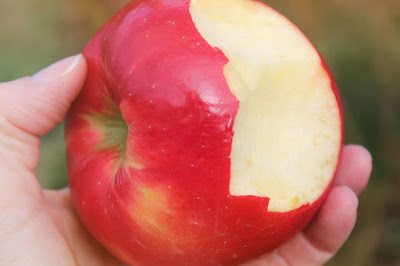 táo honeycrisp