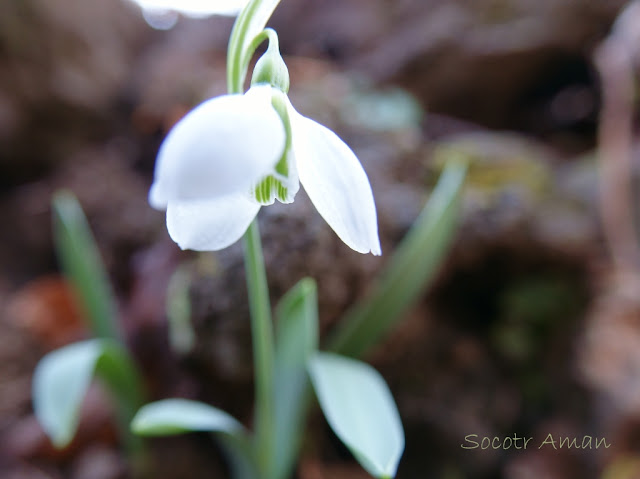 Galanthus nivalis