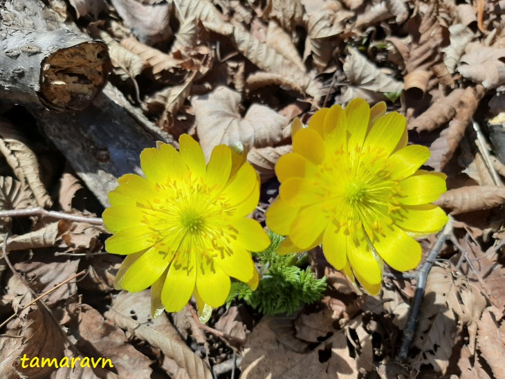 Адонис амурский (Adonis amurensis)