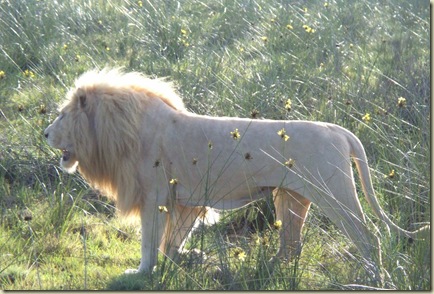 lions (23)