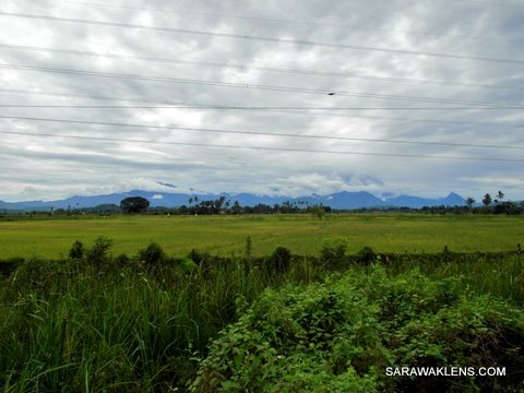 kota_belud_kudat_sabah_padi