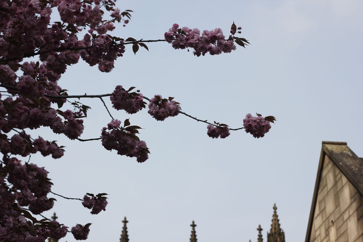 Manchester Cathedral cherry blossom | www.itscohen.co.uk